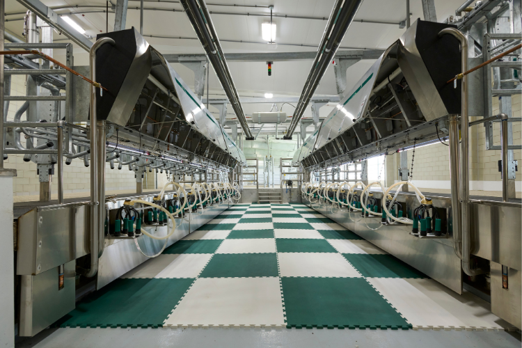Dairy parlor at the MSU Dairy Cattle Teaching and Research Center.